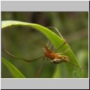 Tetragnatha montana - Streckerspinne 03.jpg